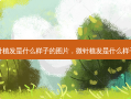 微针植发是什么样子的图片，微针植发是什么样子的